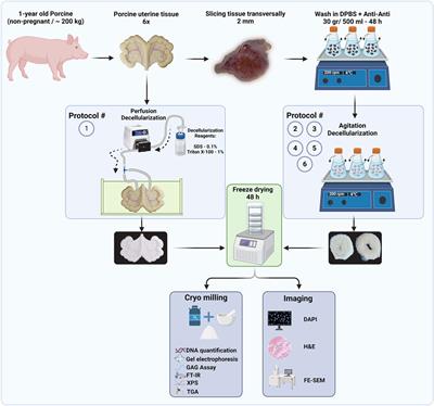 Comparative analysis of porcine-uterine decellularization for bioactive-molecule preservation and DNA removal